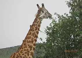 turistipercaso kenya-natura-a5srx