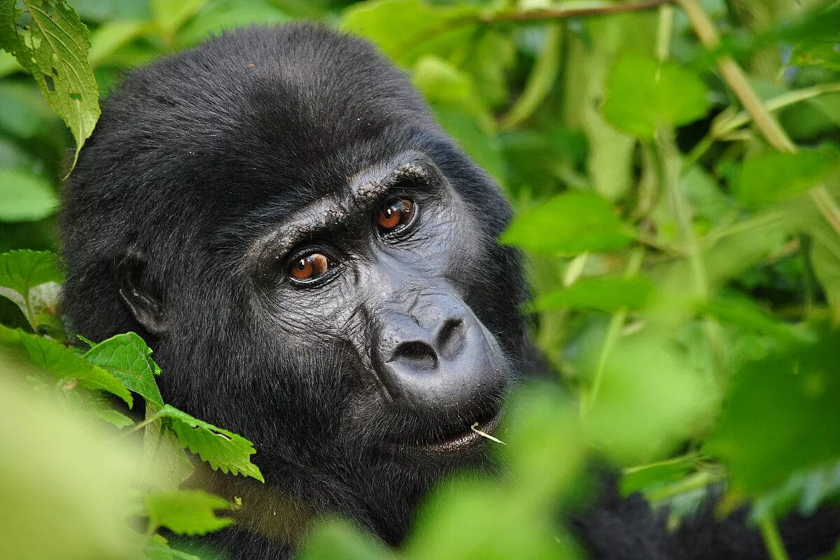 Gorilla Beringei Beringei
