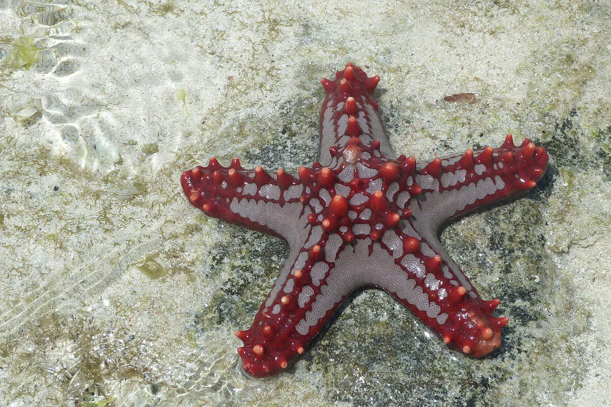 barriera corallina