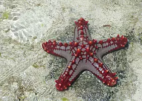 turistipercaso kenya-watamu-mare-59mtm