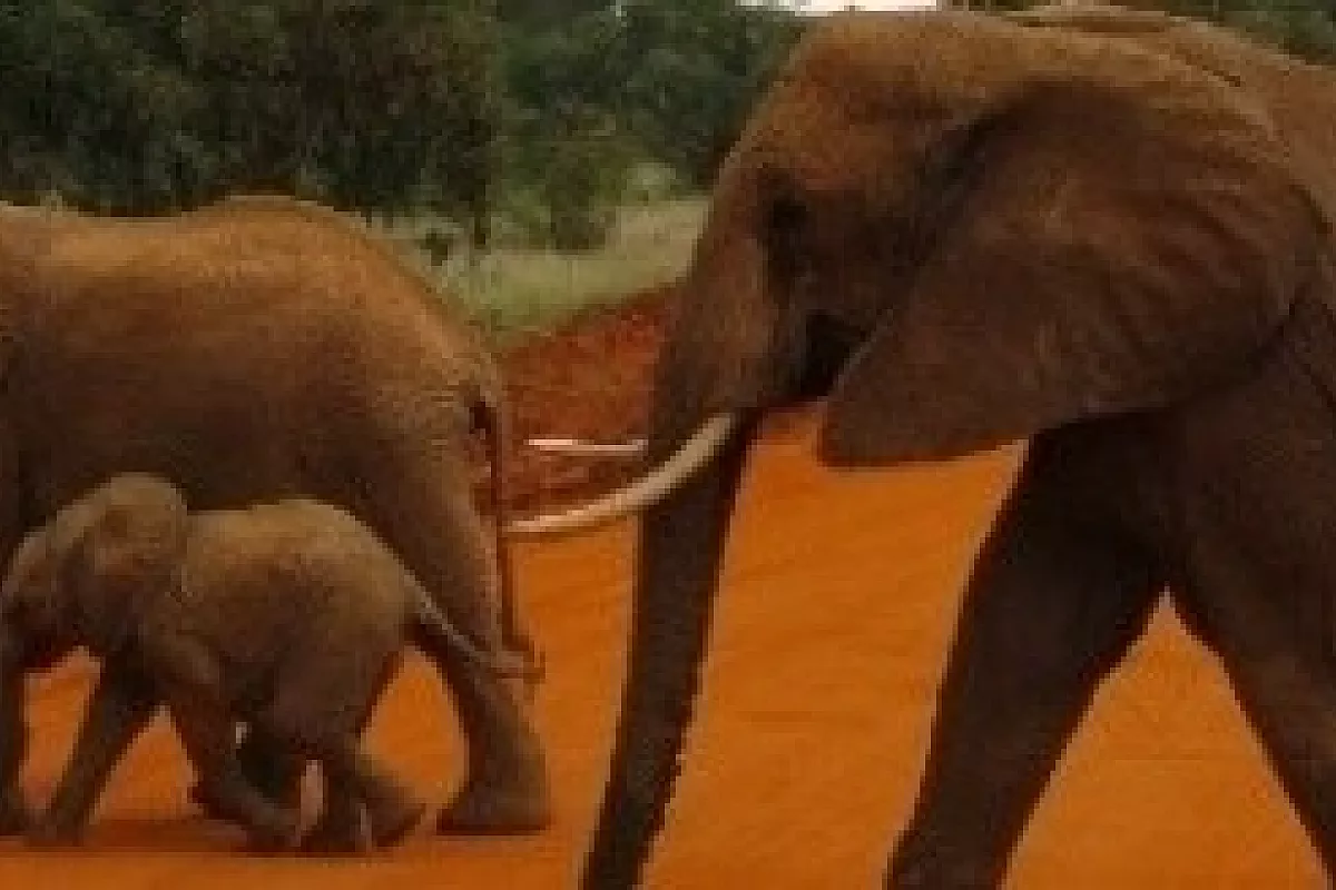Stupendo Kenya… tra safari e snorkeling