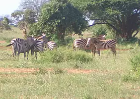 turistipercaso kenya-watamu-natura-xv3u5