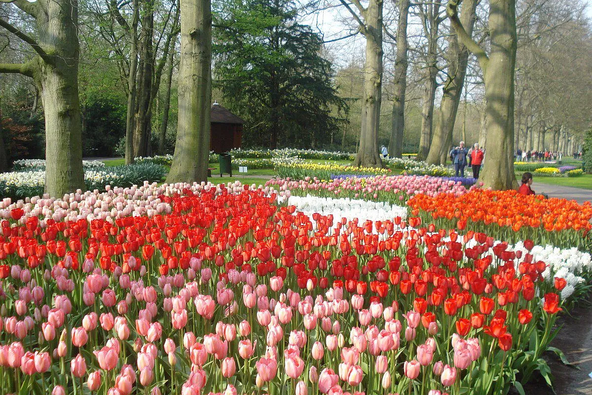 Keukenhof