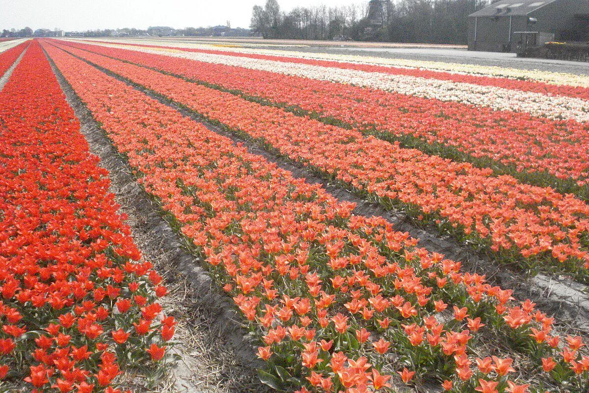 Keukenhof