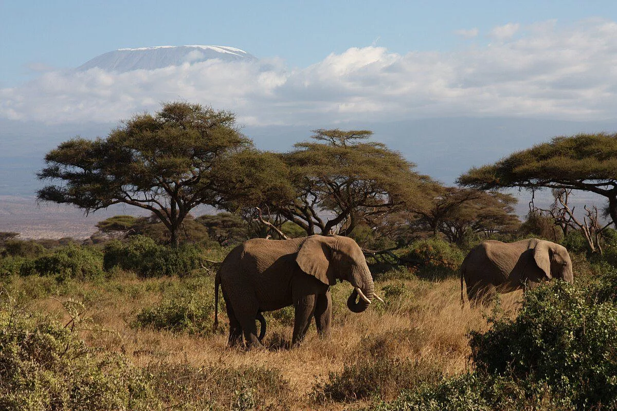Elefanti ad Amboseli