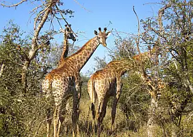 turistipercaso kruger-national-park-a3tws