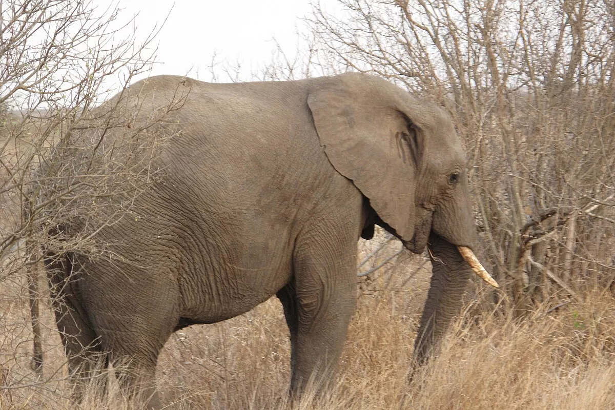 Sudafrica, self drive tra parchi e oceani