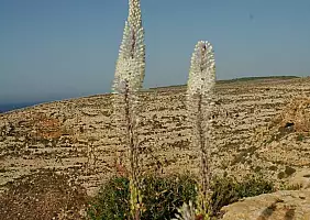 turistipercaso lampedusa-lampedusa-726hv