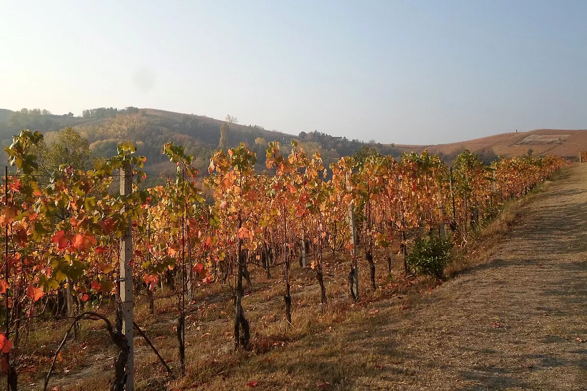 Langhe e Roero