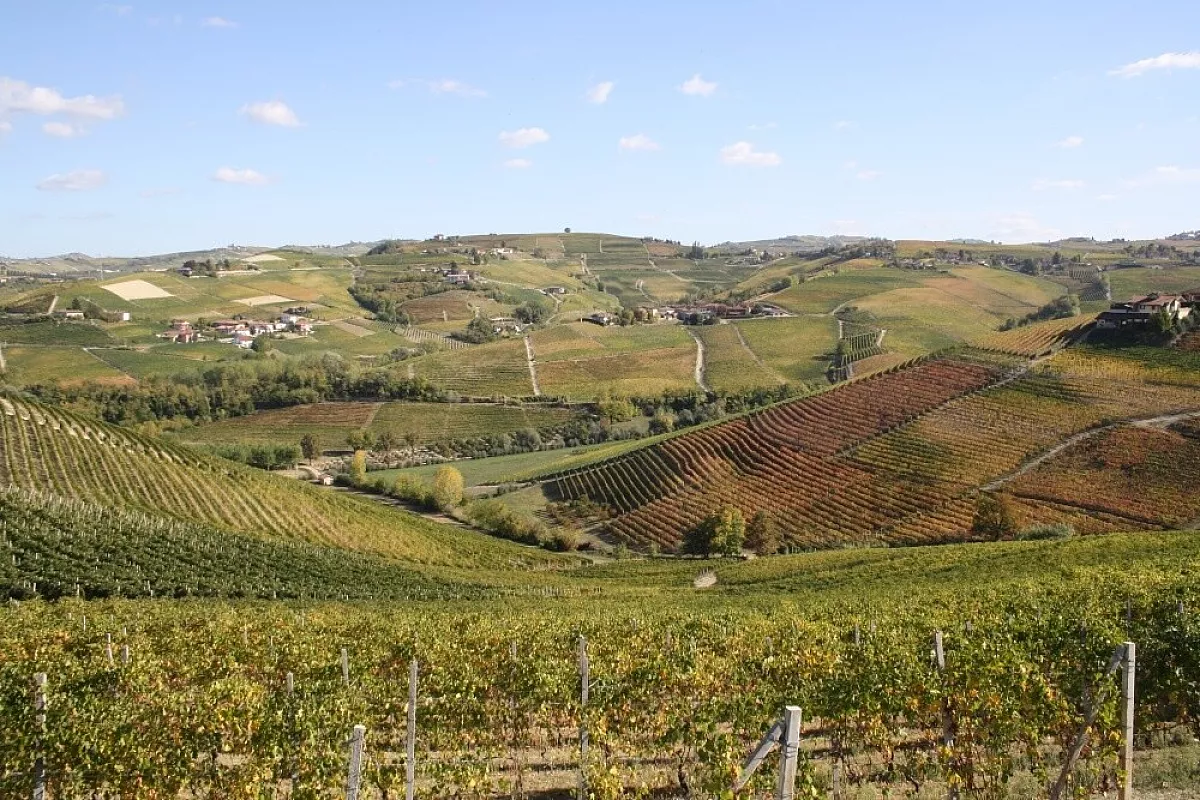 Le Langhe nei pressi di Barbaresco-foto 2
