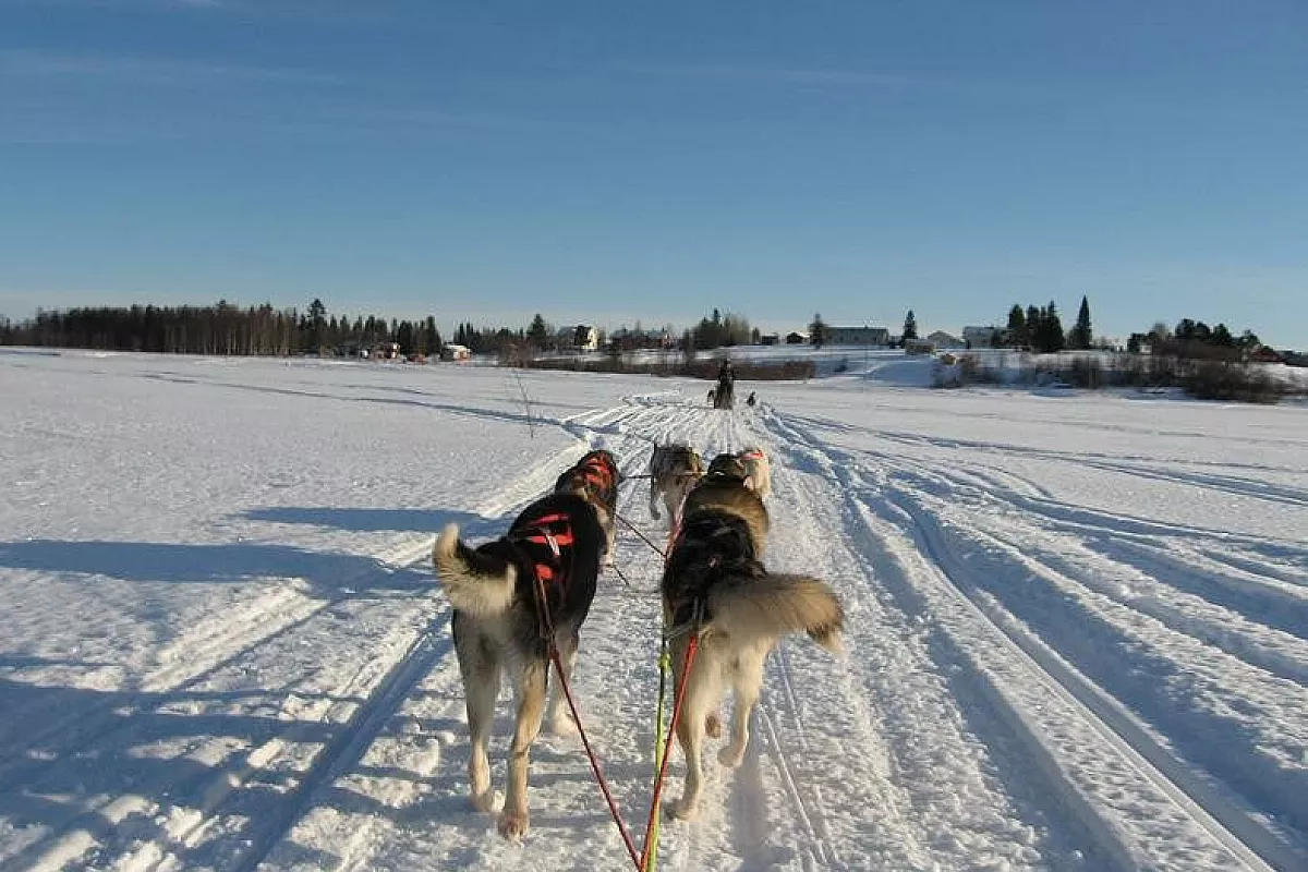 husky in corsa