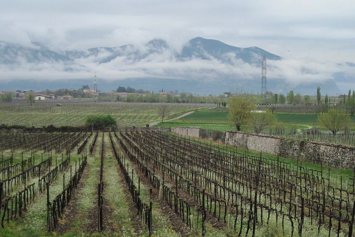 vigheti in Franciacorta