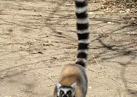 turistipercaso madagascar-69dxh