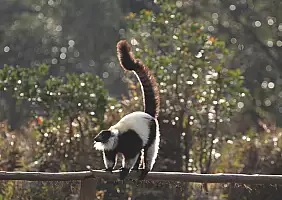turistipercaso madagascar-9r29t