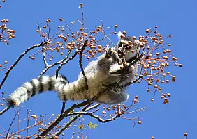 turistipercaso madagascar-n8whg
