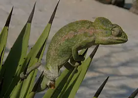 turistipercaso madagascar-natura-1pqvu