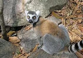 turistipercaso madagascar-natura-1qmn5
