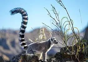 turistipercaso madagascar-p38b7