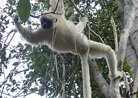 turistipercaso madagascar-pcgck