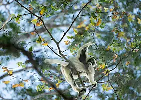 turistipercaso madagascar-tujpe