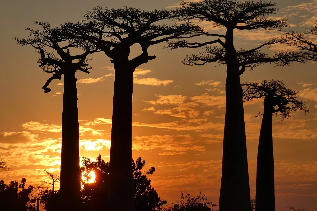 Viale dei Baobab