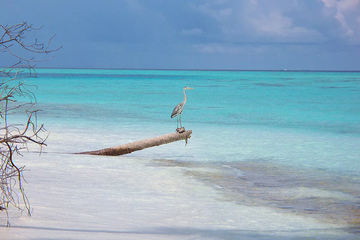 Maldive: Olhuveli