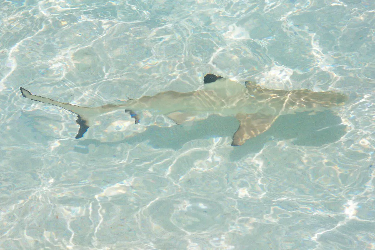 Thudufushi Planhotel/Francorosso