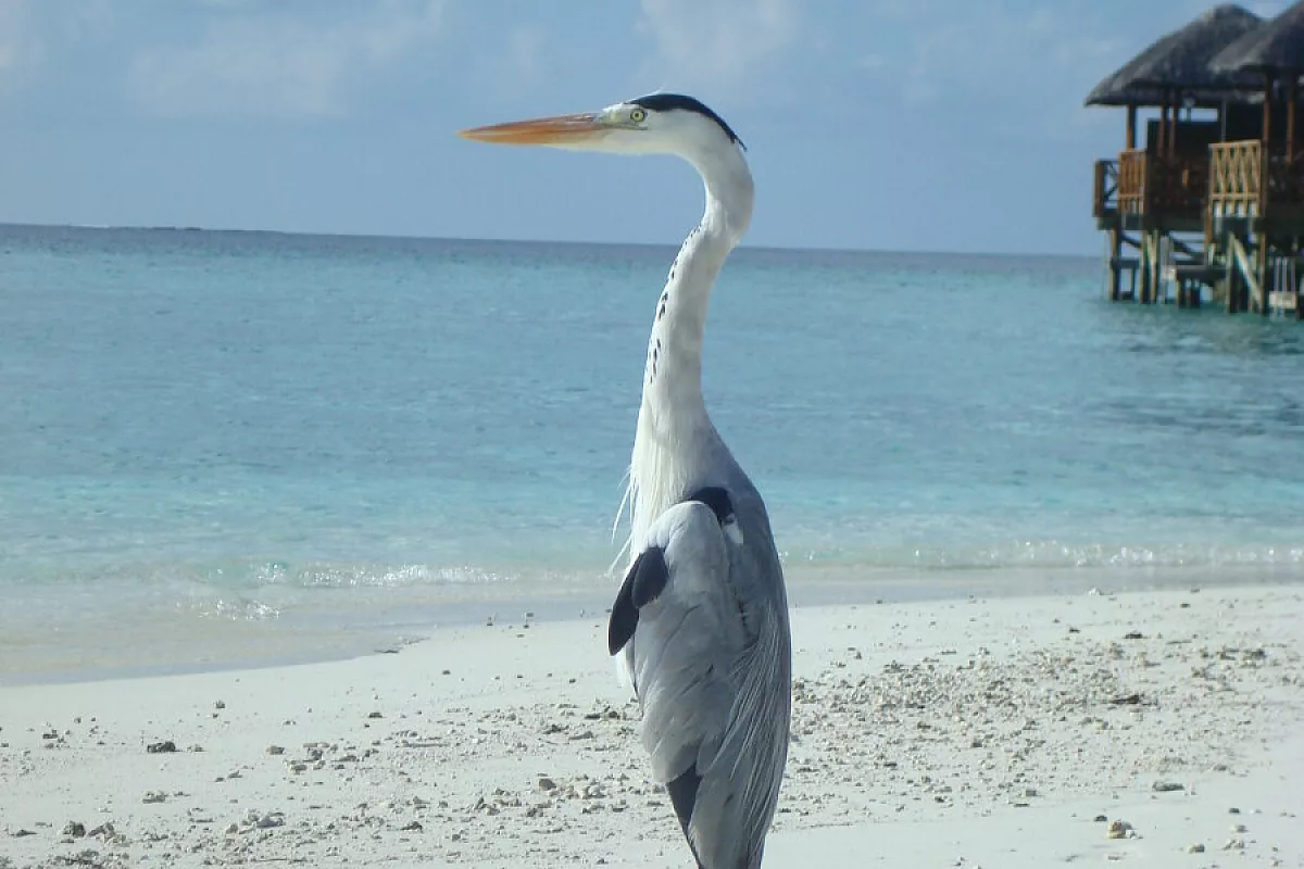 Mal di Maldive al ritorno da Fihalhohi