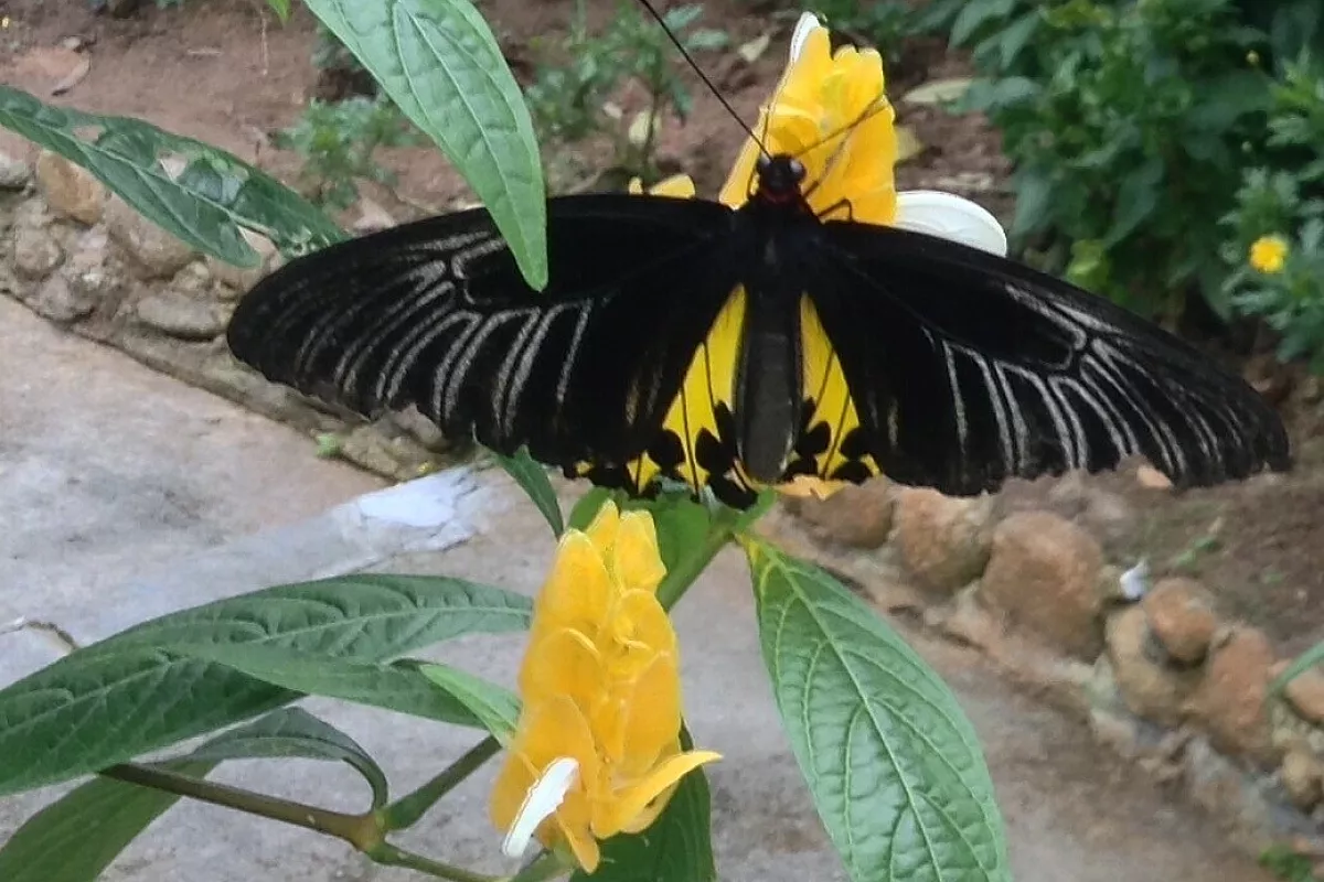 Farfalle in Malesia