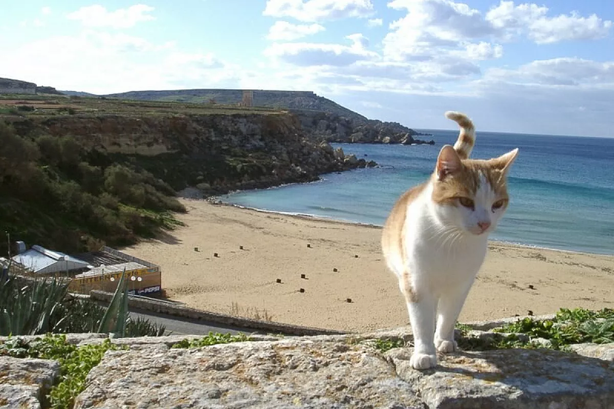 Malta e Gozo: le isole dei cavalieri