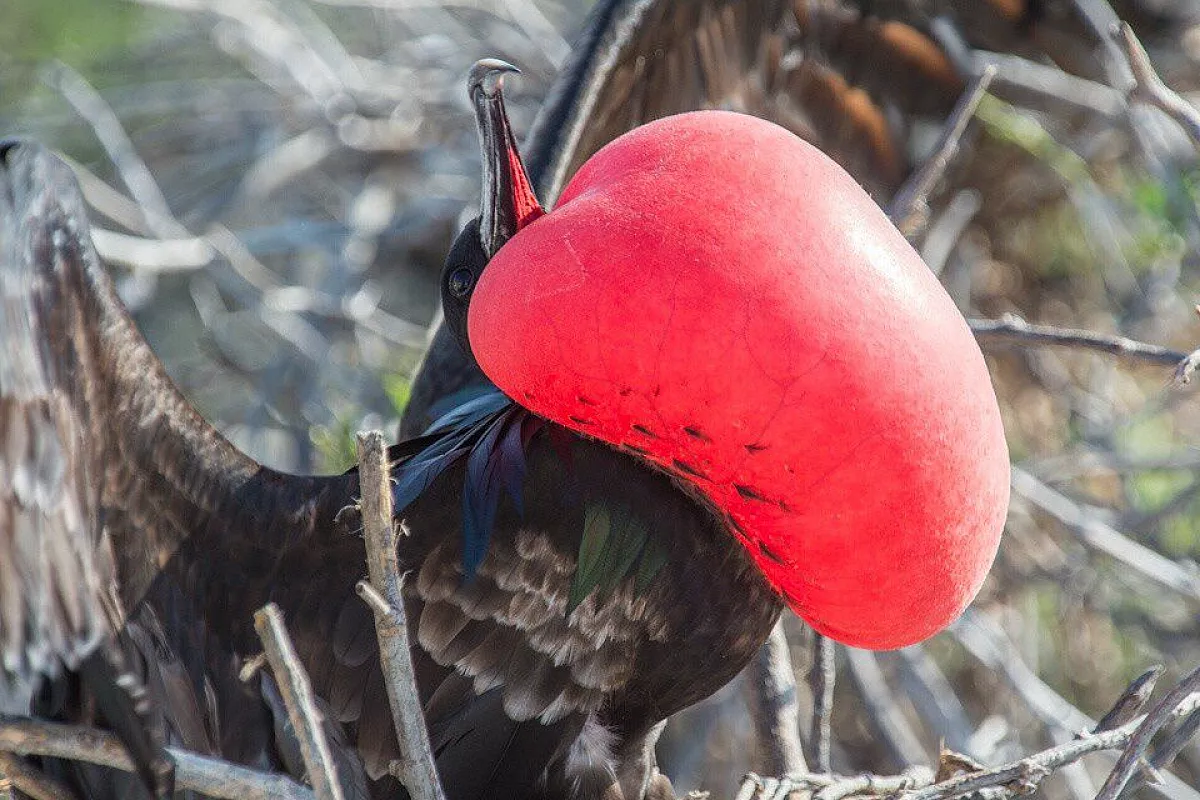 Le Galapagos senza un mutuo