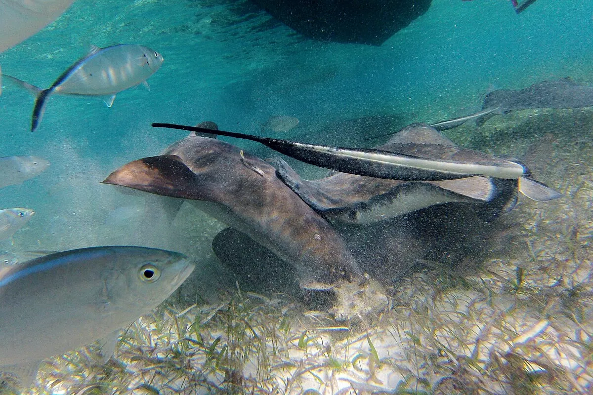 A Cayo Caulker per vedere la grande barriera corallina