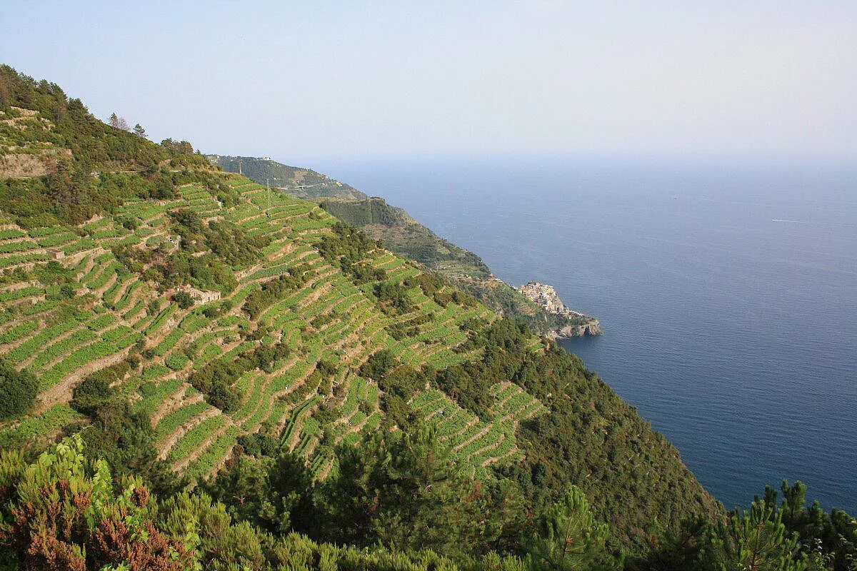 Vigneti sul mare
