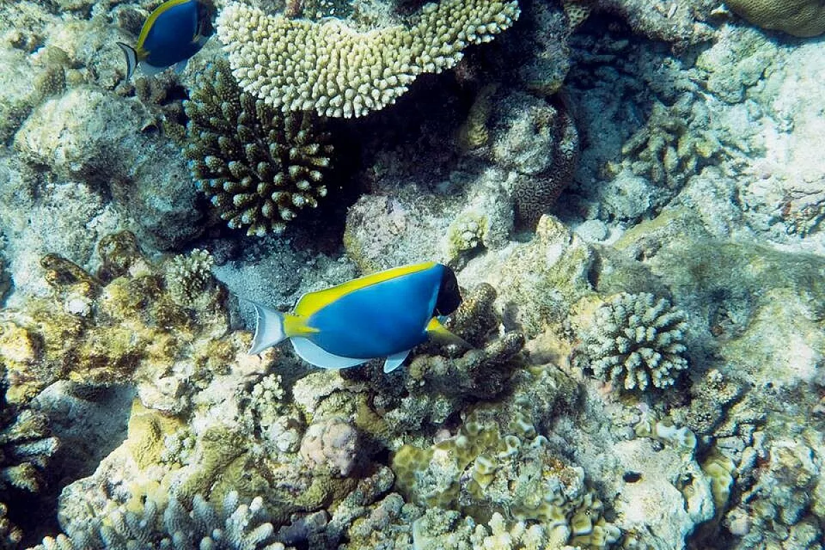 Le nostre meravigliose Maldive... alternative