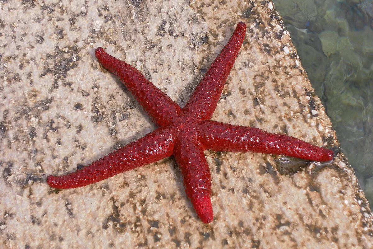 stella marina