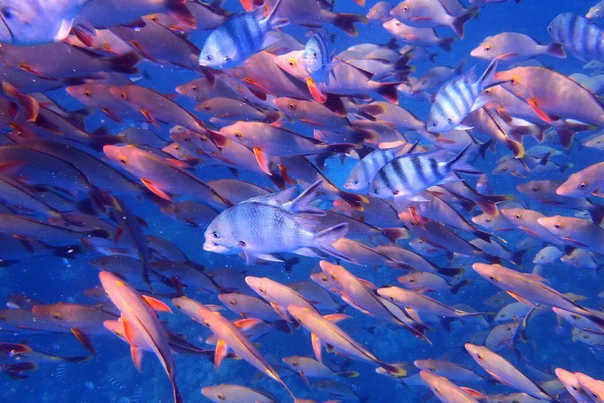 Maeva Polinesia