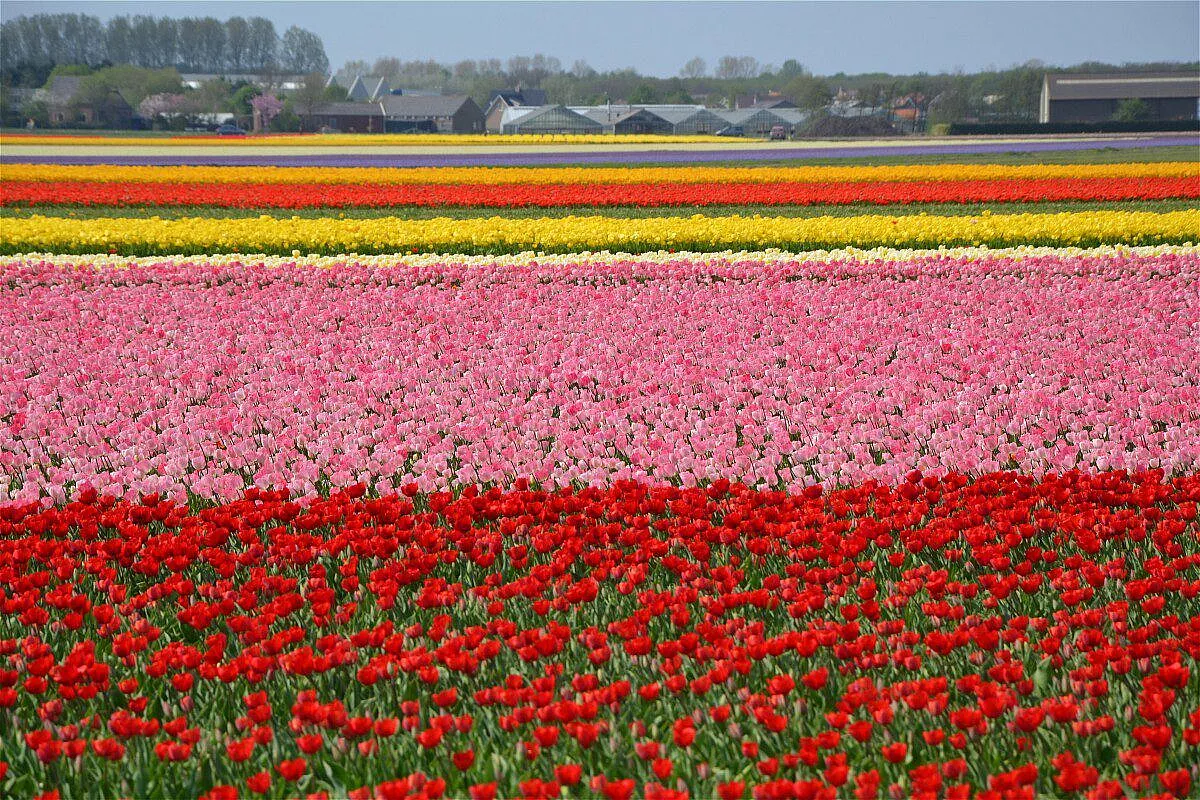 apoteosi di colori