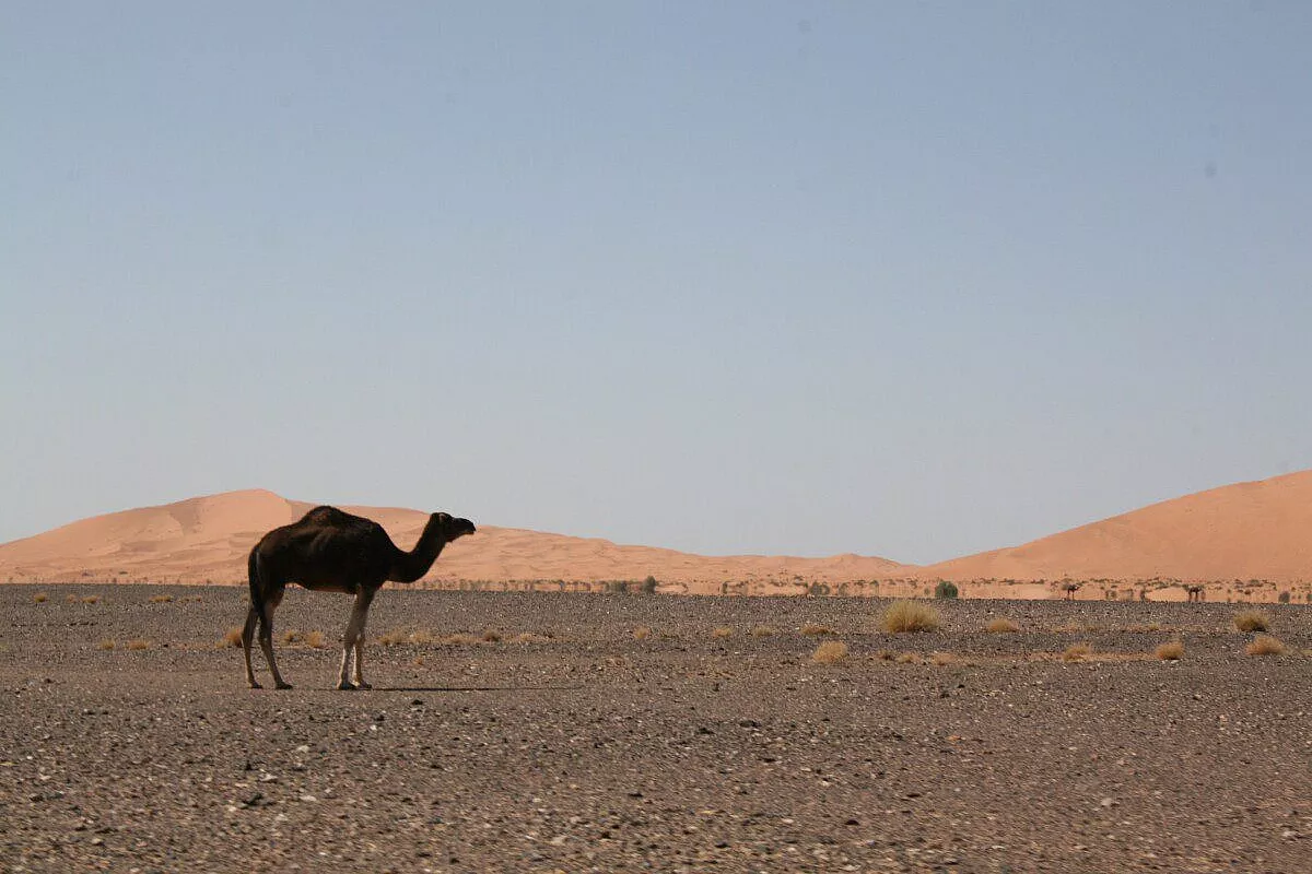 Deserto