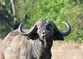 turistipercaso masai-mara-natura-1mk5h