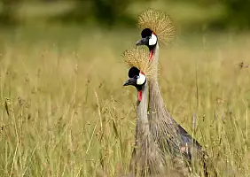 turistipercaso masai-mara-natura-3x81x