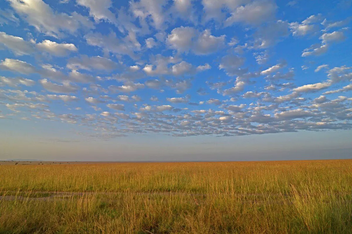 Panorama Masai Mara