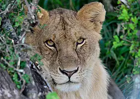 turistipercaso masai-mara-natura-a1xy4