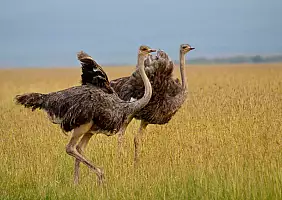 turistipercaso masai-mara-natura-a5xjj