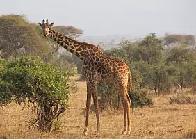 turistipercaso masai-mara-natura-dq8w2