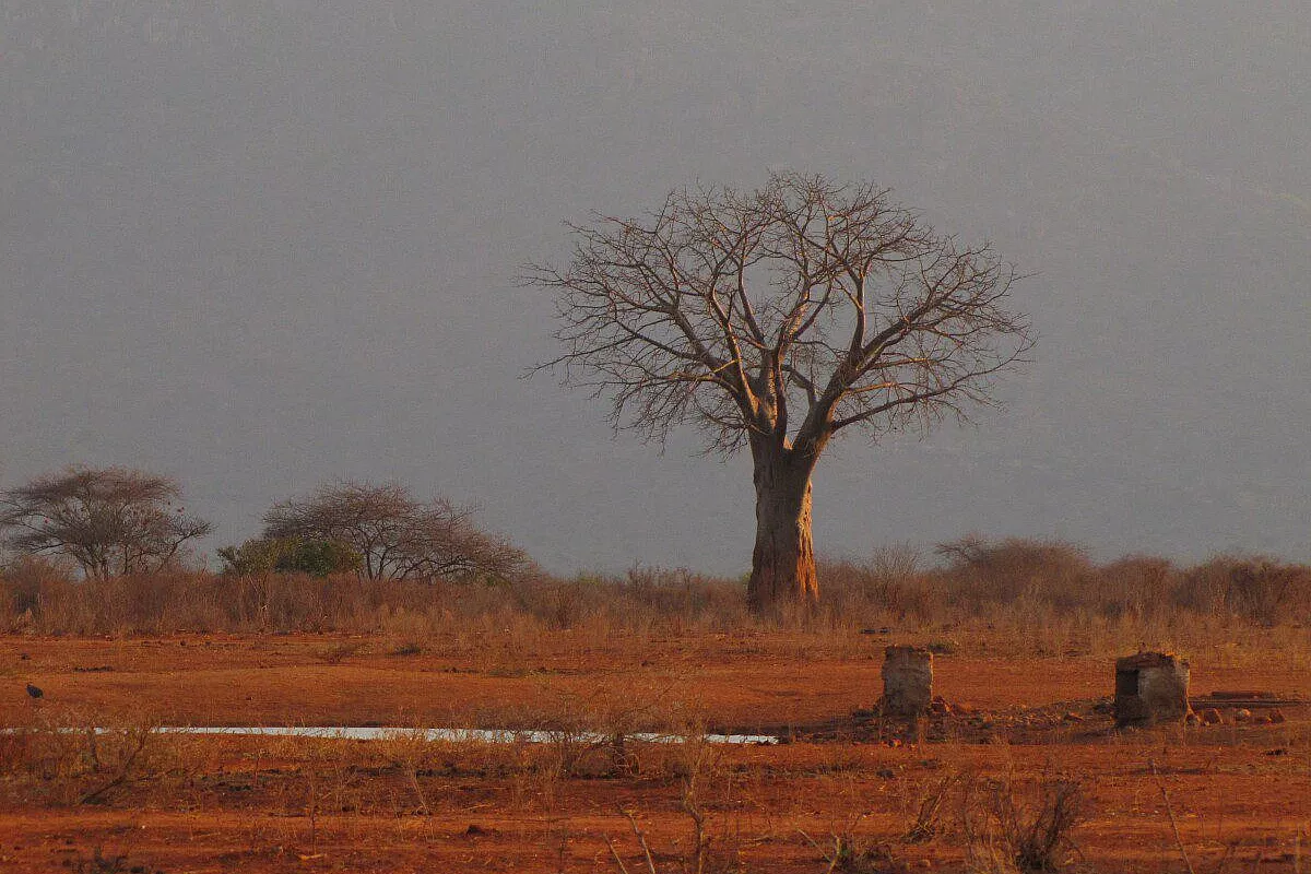 il solitario baobab