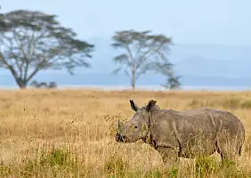 turistipercaso masai-mara-natura-pxrpe