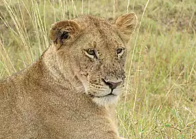 turistipercaso masai-mara-natura-qjrg9