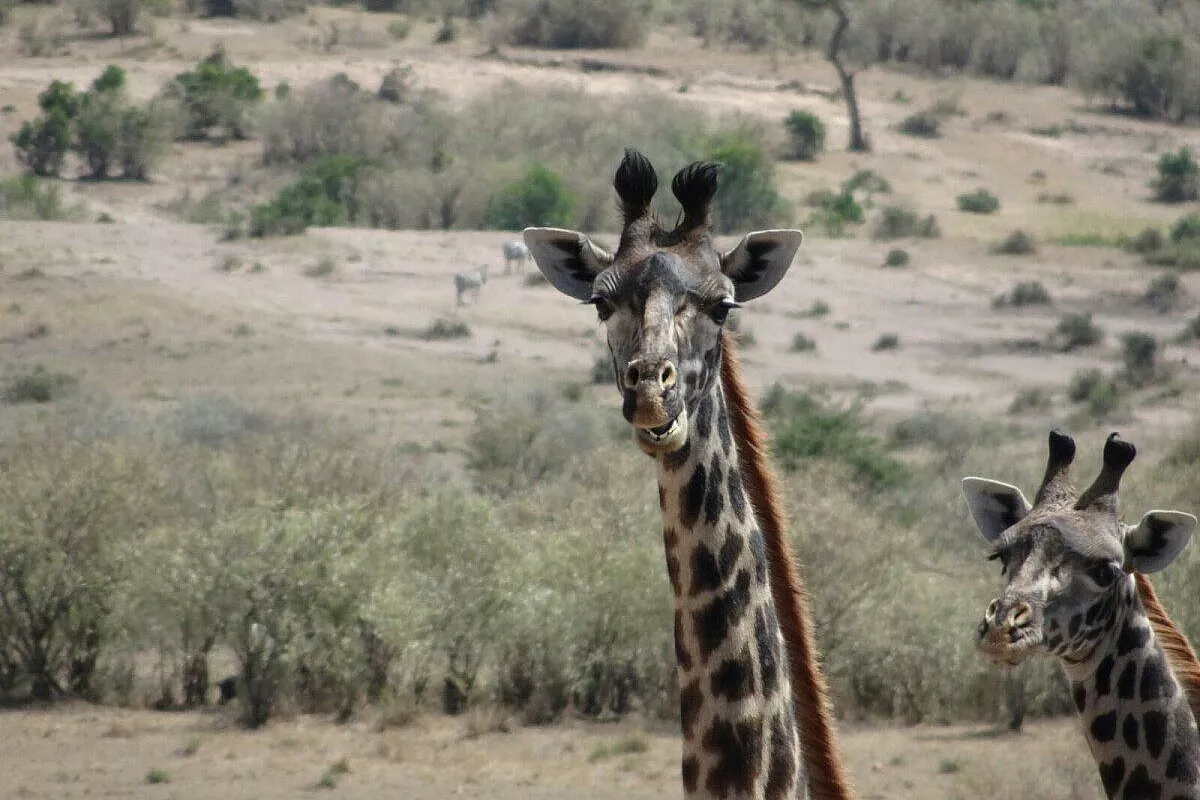 Fantastico Kenya, tra giraffe e bassa marea