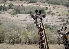 turistipercaso masai-mara-natura-tg21z