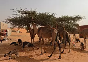 turistipercaso mauritania-49vb1